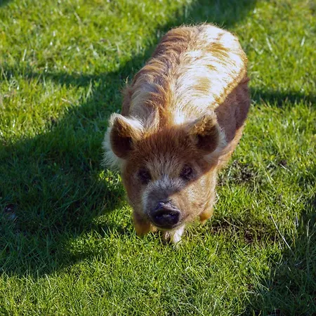 Tatil Evi Hidden Acres- Luxury Glamping Pod *