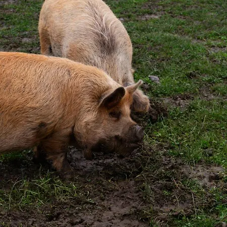 Hidden Acres- Luxury Glamping Pod * Malahide