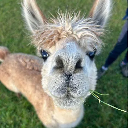 Hidden Acres- Luxury Glamping Pod