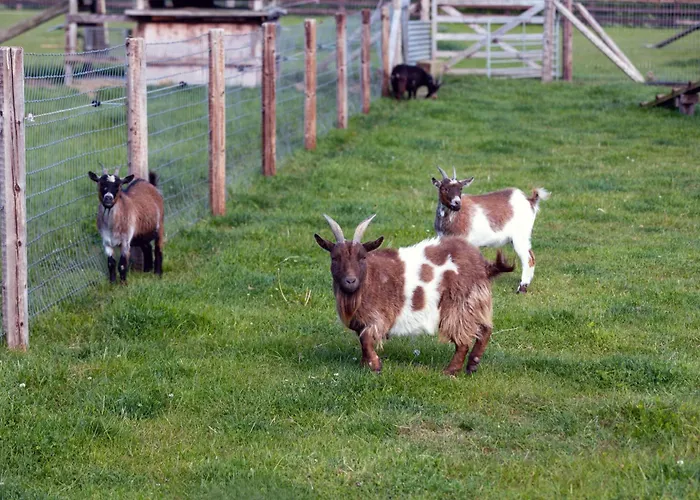 Hidden Acres- Luxury Glamping Pod Malahide