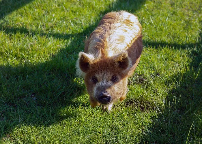 Дом отдыха Hidden Acres- Luxury Glamping Pod *