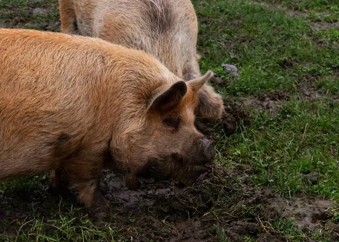 Feriehus Hidden Acres- Luxury Glamping Pod